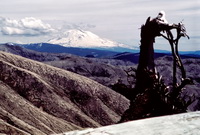 Mt Saint Helens